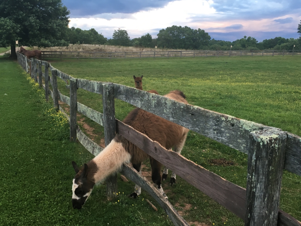 Farm animals at Gettysburg Farm Campground
